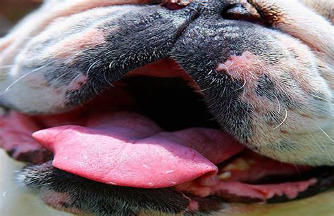 Melanoma Canino Tipos S Ntomas Y Tratamiento