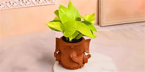 Cute Ganesha Pot WIth Money Plant | Plants in Surat | TogetherV