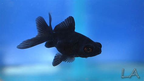 Black Moor Goldfish Youtube