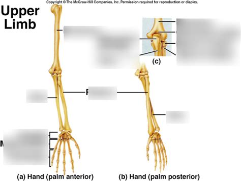 Anatomy Labeling Upper Limb Diagram Quizlet