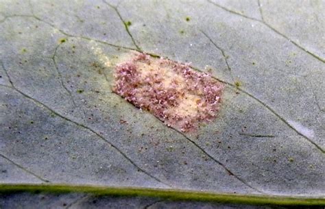 Downy Mildew On Peas Vegetable Pathology Long Island Horticultural