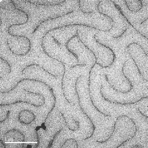 Tem Micrograph Showing The Fingerprint Cholesteric Texture For The Pure