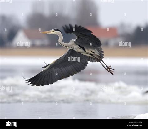 flying grey heron Stock Photo - Alamy