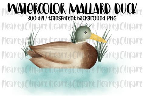 Clipart Mallard Duck