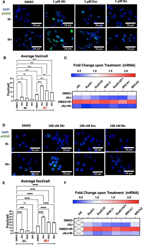 Frontiers Jnj 64619178 Radiosensitizes And Suppresses Fractionated Ionizing Radiation Induced