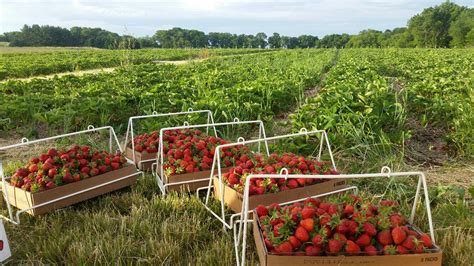 Daily Update Carandale Fruit Farm