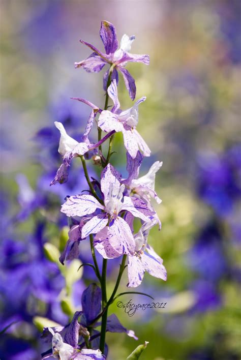 PhotosBySpace: Texas Wildflowers