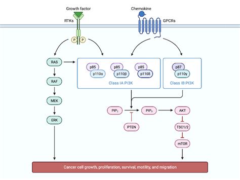 Pi3k Pathway In Cancer Biorender Science Templates