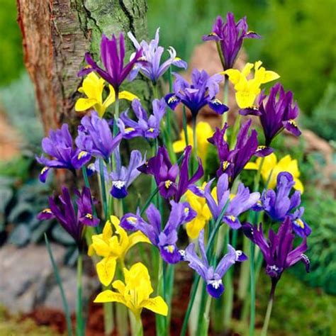 Dwarf Iris Bulbs - City Floral Garden Center - Denver Colorado