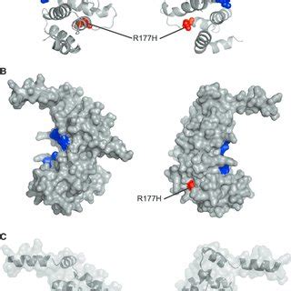 Predicted Structure Of DID Domain Of Inverted Formin 2 INF2 A