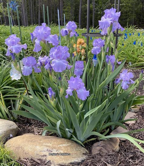 Photo Of The Entire Plant Of Tall Bearded Iris Iris Mary Frances