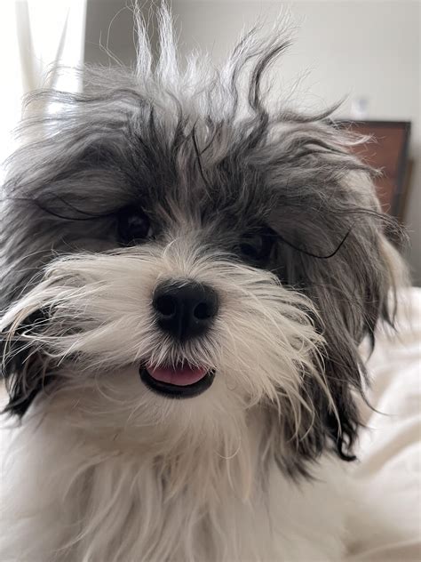 Anyone Else’s Havanese Have Super Long Eyelashes R Havanese