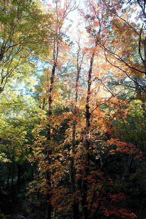 Ramsey Canyon Fall Colors At Ramsey Canyon Preserve Part Flickr