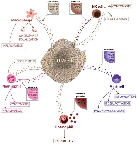 Innate Immune Cells And Their Extracellular Vesicles The Innate