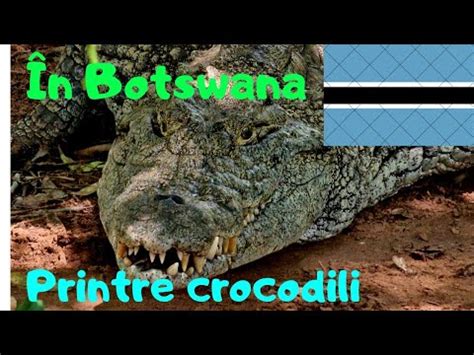 Acesta Este Cel Mai B Tr N Crocodil Din Parcul Na Ional Chobe