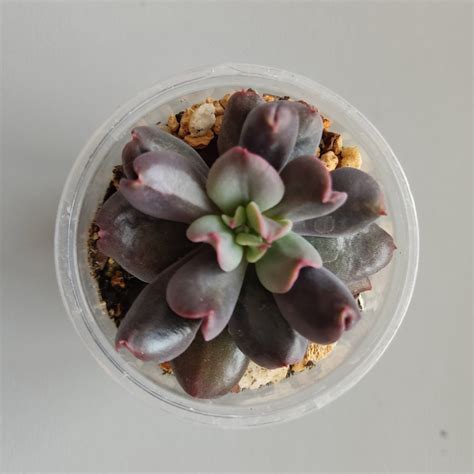 Echeveria Dark Vader