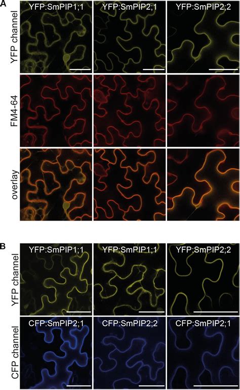 Frontiers Heterotetramerization Of Plant PIP1 And PIP2 Aquaporins Is