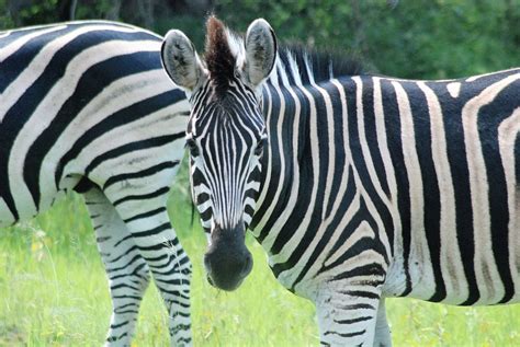 Zebra Afrika Safari Kostenloses Foto Auf Pixabay Pixabay