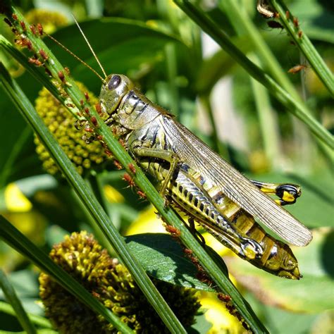 Grasshopper & Offspring - Planters Place