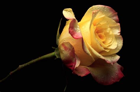 Yellow Roses Wallpapers - Wallpaper Cave