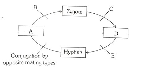 The Given Below Figure Shows A Generalized Life Cycle Of A Fungus The