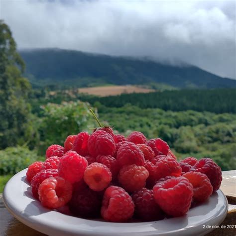 Os Benefícios Das Frutas Vermelhas Revista 4 Estações