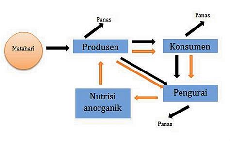 Siklus Nutrien Studyhelp