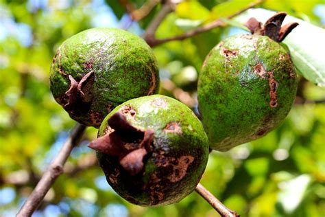 50+ Free Guava Tree & Guava Photos - Pixabay