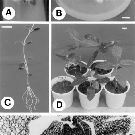 Shoot Organogenesis In Tylophora Indica Through Callus Regeneration A