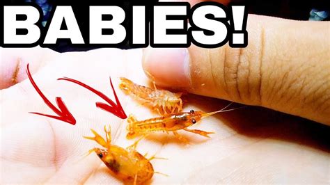 The World's Smallest Colorful Pet Baby Lobster! - YouTube