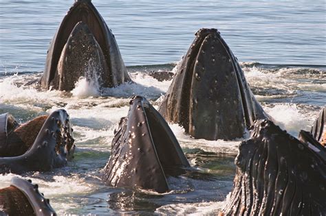 Alaska Sea Adventures Humpback Whales - Alaska Sea Adventures