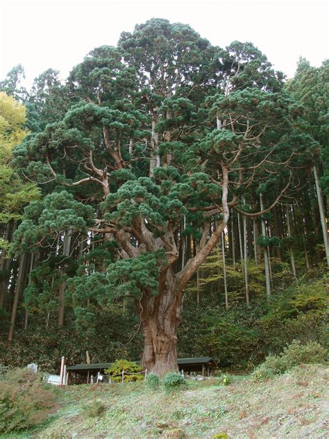 Japanese Cedar Or Sugi Cryptomeria Japonica It Is A Very Large