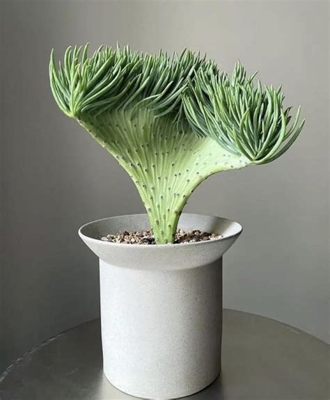 Mermaid Tail: Senecio, a succulent plant. : r/plants