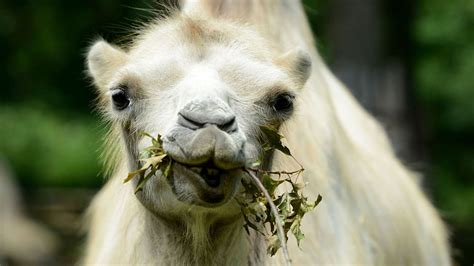 bets av kamel   miljoner svt nyheter