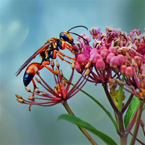 Wasp On Milkweed Photograph By Nikolyn Mcdonald Fine Art America