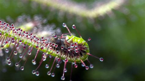 Bbc One Life Plants Meat Eating Plants