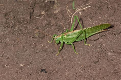 Premium Photo | The green grasshopper a species of insects from the family of true grasshoppers ...