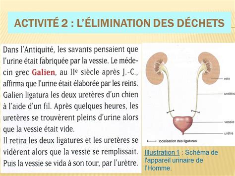 L élimination des déchets Cours de SVT en ligne niveau Collège