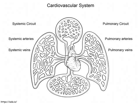 Sistema cardiovascular para colorear