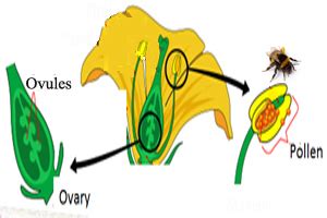 DIAGRAM Encyclopedia Britannica Pollination Diagram MYDIAGRAM ONLINE