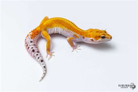 Red Stripe Leopard Gecko Traits Morphpedia