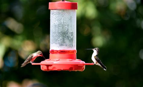 Hummingbird Feeding Free Stock Photo - Public Domain Pictures