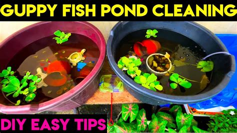 Guppy Fish Pond Cleaning Diy Easy Tips How To Clean Fish Pond Fish