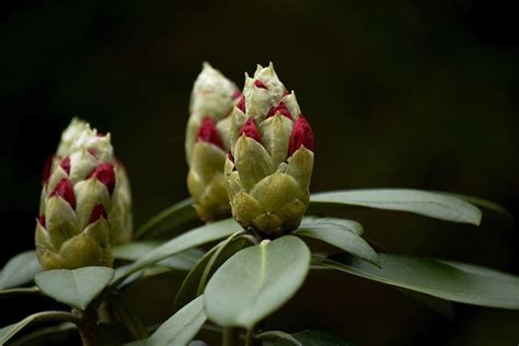 Rhododendron Kuncup Bunga Bunga Foto Gratis Di Pixabay Pixabay