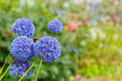 True Blue Flowers 12 Of The Best And Brightest Here By Design