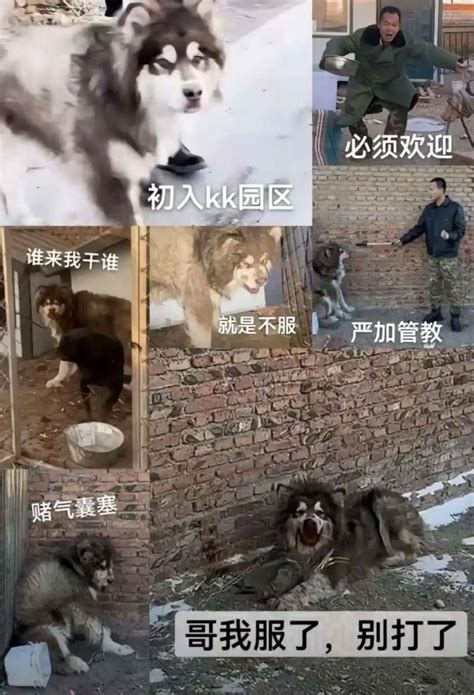 咆哮训狗吸粉无数，潘宏却陷“虐狗”风波？ 业界动态 Itbear科技资讯