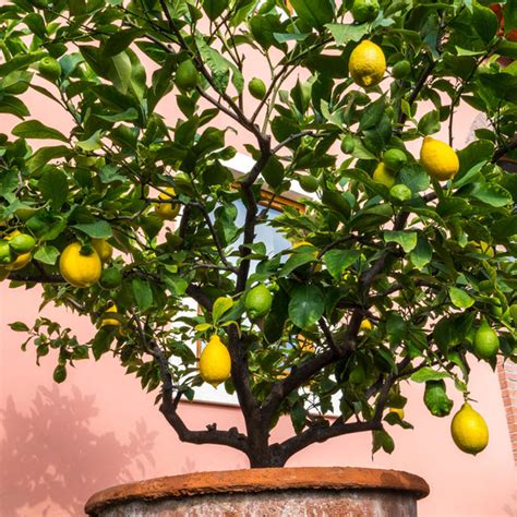 Harvey Lemon Tree For Sale Cold Hardy Variety Plantingtree