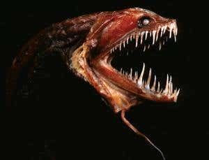 Why deep-sea dragonfish have such extraordinary jaws | New Scientist