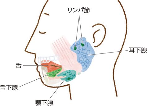 唾液腺がんとその治療法について｜ハーセプチン 唾液腺がん｜中外製薬