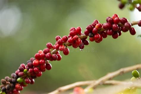 Coffee Plant with Seeds Red and Green. Stock Photo - Image of ...